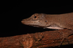 Anolis fuscoauratus