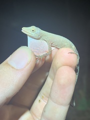 Anolis fuscoauratus