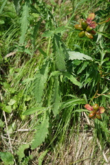 Paeonia anomala