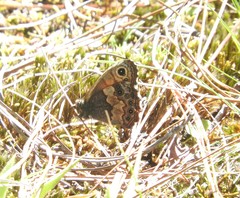 Paramacera xicaque xicaque