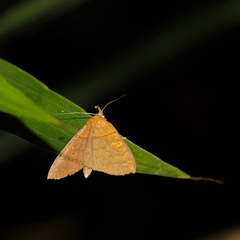 Singara diversalis
