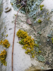 Teloschistes velifer