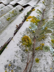 Teloschistes velifer