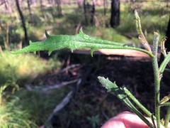 Scaevola ramosissima