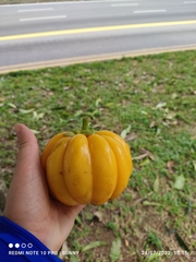 Garcinia atroviridis