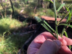 Scaevola ramosissima