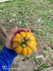 Garcinia atroviridis