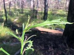 Scaevola ramosissima