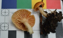 Camarophyllus pratensis gracilis