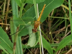 Sympetrum flaveolum