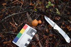 Camarophyllus pratensis gracilis