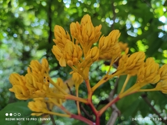 Saraca thaipingensis