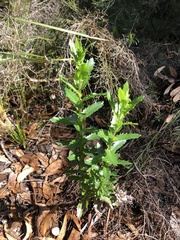 Senecio glastifolius