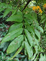Saraca thaipingensis
