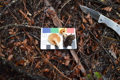 Camarophyllus pratensis gracilis