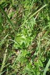 Nepeta nuda