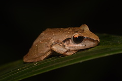 Pristimantis reichlei