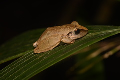 Pristimantis reichlei