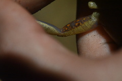 Pristimantis reichlei