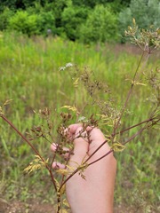 Sphallerocarpus gracilis