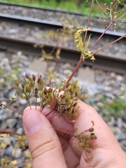 Sphallerocarpus gracilis