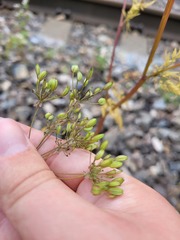 Sphallerocarpus gracilis