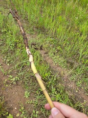 Sphallerocarpus gracilis