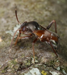 Pilophorus perplexus