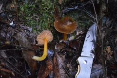 Hygrocybe fuscoaurantiaca