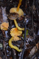 Hygrocybe fuscoaurantiaca
