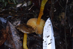 Hygrocybe fuscoaurantiaca