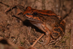 Leptodactylus rhodonotus