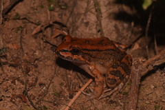 Leptodactylus rhodonotus