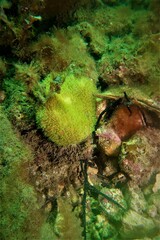 Coscinaraea mcneilli