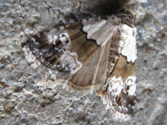 Maliattha signifera