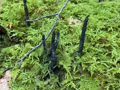 Xylaria cornu-damae