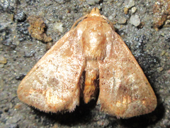 Phlossa conjuncta
