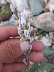 Oxytropis baicalia