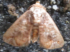Phlossa conjuncta