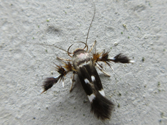 Atrijuglans hetaohei