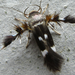 Feather-legged Moths - Photo (c) onidiras-iNaturalist, some rights reserved (CC BY-NC), uploaded by onidiras-iNaturalist
