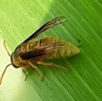 Parachartergus colobopterus
