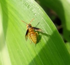 Parachartergus colobopterus