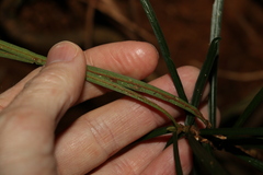 Atractocarpus chartaceus