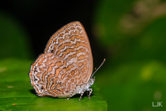 Poritia sumatrae