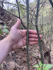 Cissus quadrangularis