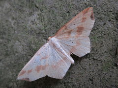 Pareclipsis gracilis