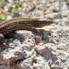 Lacerta agilis chersonensis
