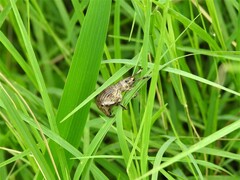 Episomus chinensis