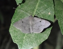Mecodina